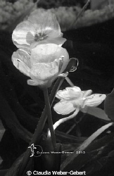 under the surface B&W by Claudia Weber-Gebert 